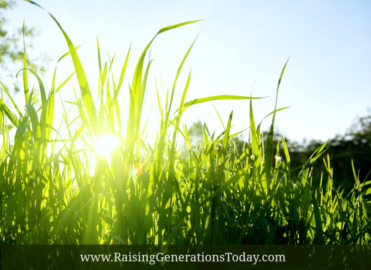 grass and sunset